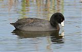 American Coot