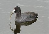 American Coot