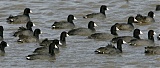 American Coot