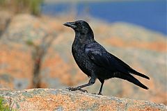 American Crow