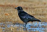 American Crow