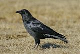 American Crow