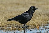 American Crow