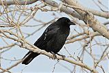 American Crow