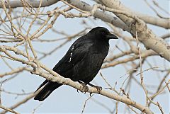 American Crow