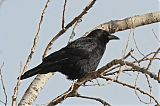 American Crow