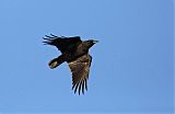 American Crow