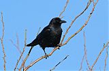 American Crow