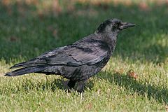 American Crow