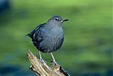 American Dipper