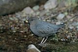 American Dipper