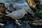 American Dipper