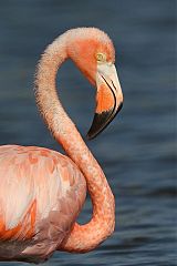 American Flamingo