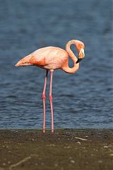 American Flamingo