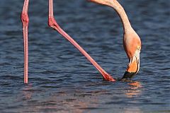 American Flamingo