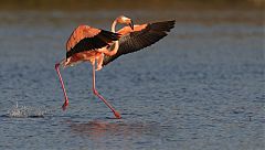 American Flamingo