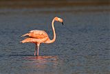 American Flamingo