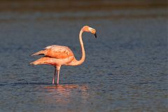 American Flamingo