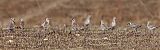 American Golden-Plover