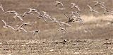 American Golden-Plover