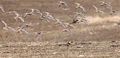 American Golden-Plover