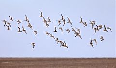 American Golden-Plover