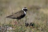 American Golden-Plover