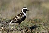 American Golden-Plover