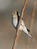 American Goldfinch