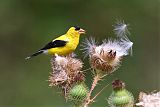 American Goldfinch