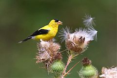 American Goldfinch