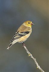 American Goldfinch