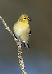 American Goldfinch