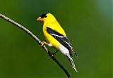 American Goldfinch