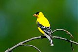 American Goldfinch