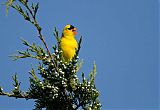 American Goldfinch