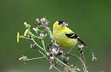 American Goldfinch