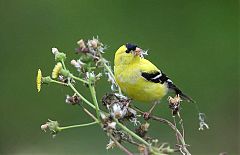 American Goldfinch