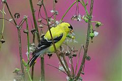 American Goldfinch