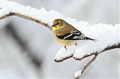 American Goldfinch