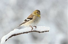 American Goldfinch