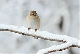 American Goldfinch