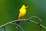 American Goldfinch