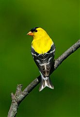 American Goldfinch