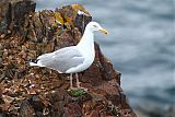 American Herring Gull