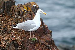 American Herring Gull