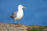 American Herring Gull
