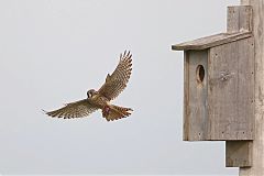 American Kestrel