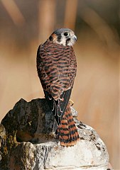 American Kestrel