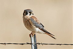 American Kestrel